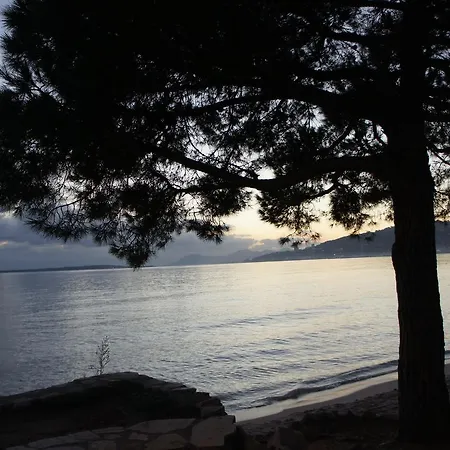 Bruyere * אנטיב