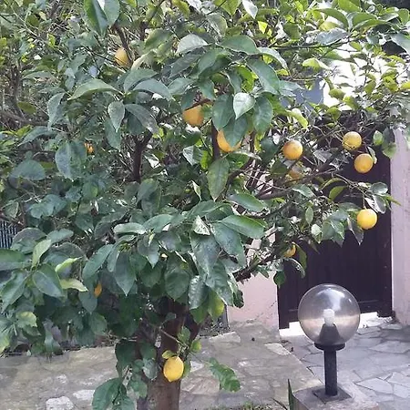 Bruyere * Антіб